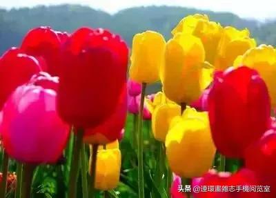 各种花的花语文案,花的花语100种