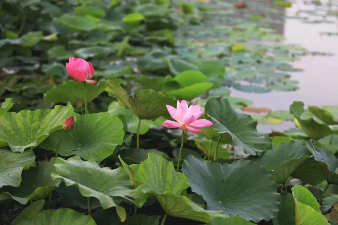 金湖荷花荡图片,金湖荷花荡介绍
