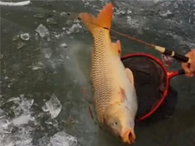 4月钓鲫，这2款窝料，助你上鱼事半功倍