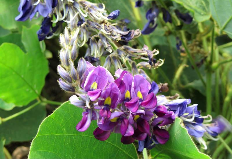 葛根野生中草药图谱大全,葛根野生图片