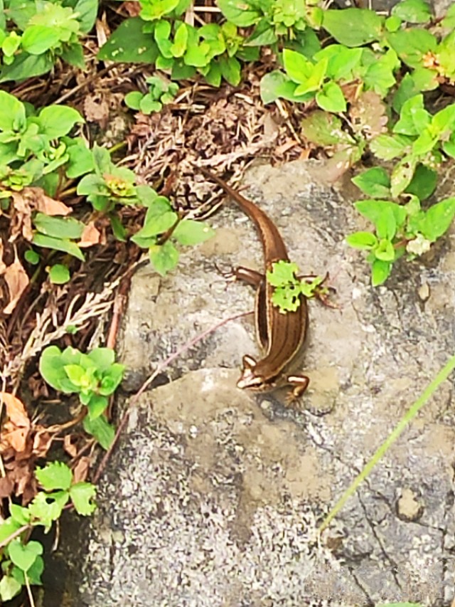 华蓥仰天窝，扎营不错的选择，约不？