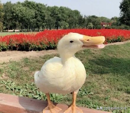 王珞丹宠物鸭被偷视频,王珞丹高价寻找宠物鸭