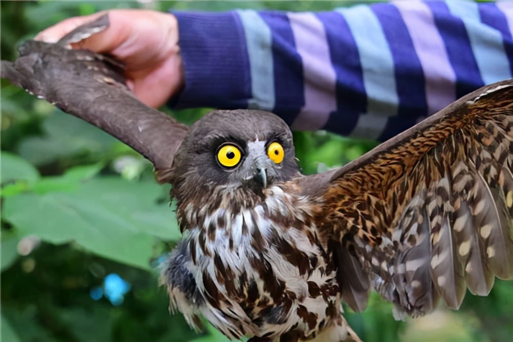 灰喜鹊为什么这么聪明,灰喜鹊为什么那么聪明