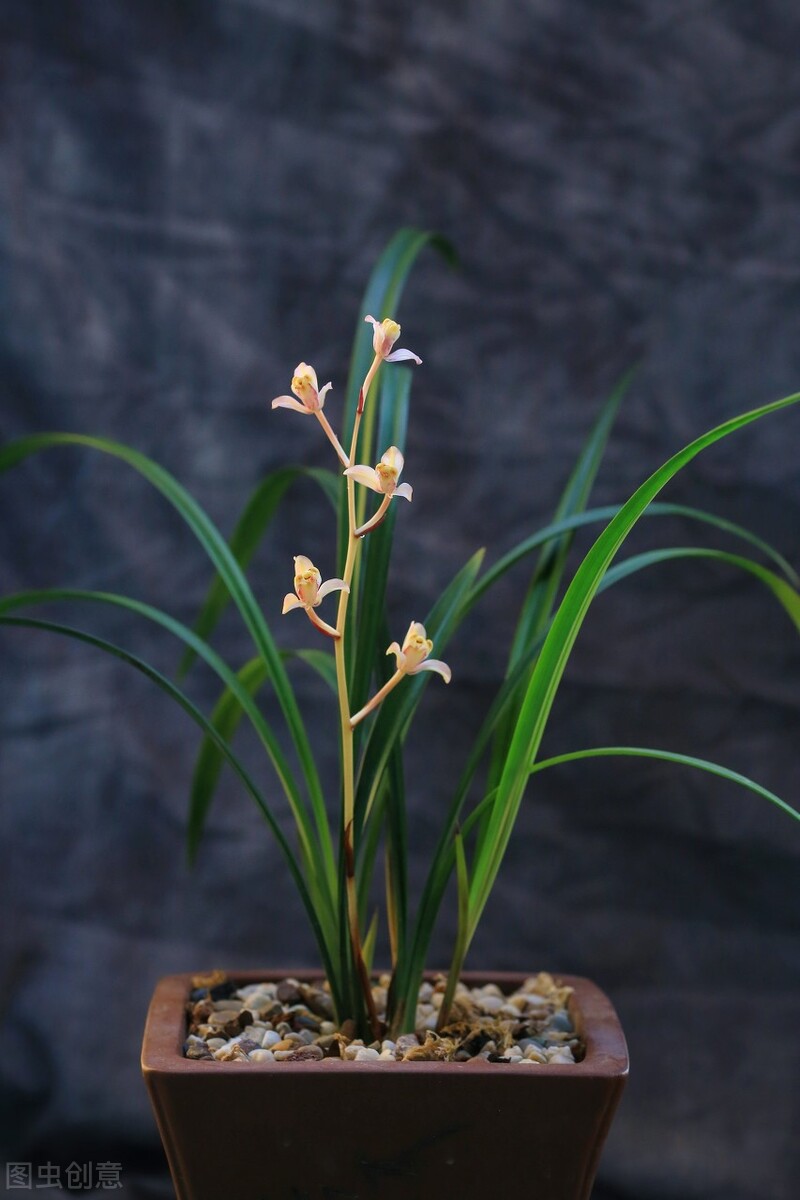 现在买的带花苞的建兰能开花吗,建兰刚开始长花苞怎样养护