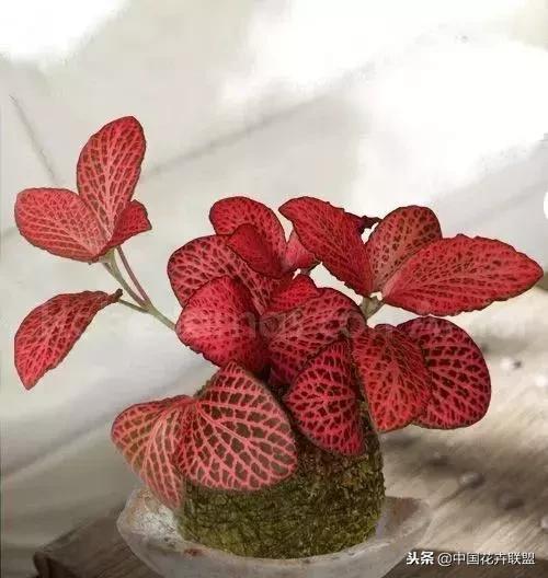 打翻了调色盘的花,打翻了调色盘的美景