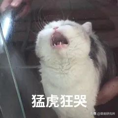 猫咪意外坠楼死了灵魂在家吗,猫死在窗户下好不好