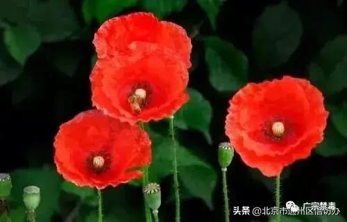 公安局禁种铲毒责任书,公安局禁种铲毒推进会