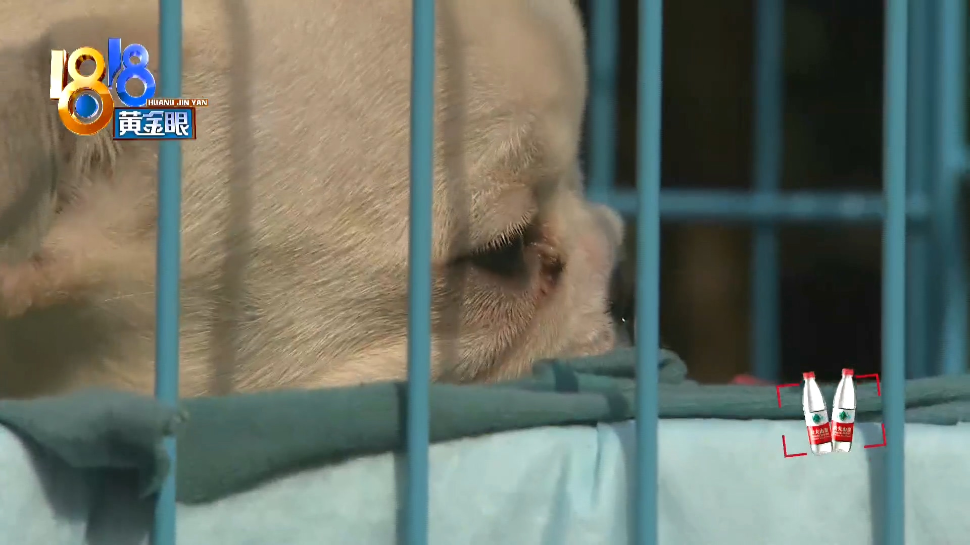 刚买回来小狗两天不吃怎么回事,三个月大的小狗惨遭毒手