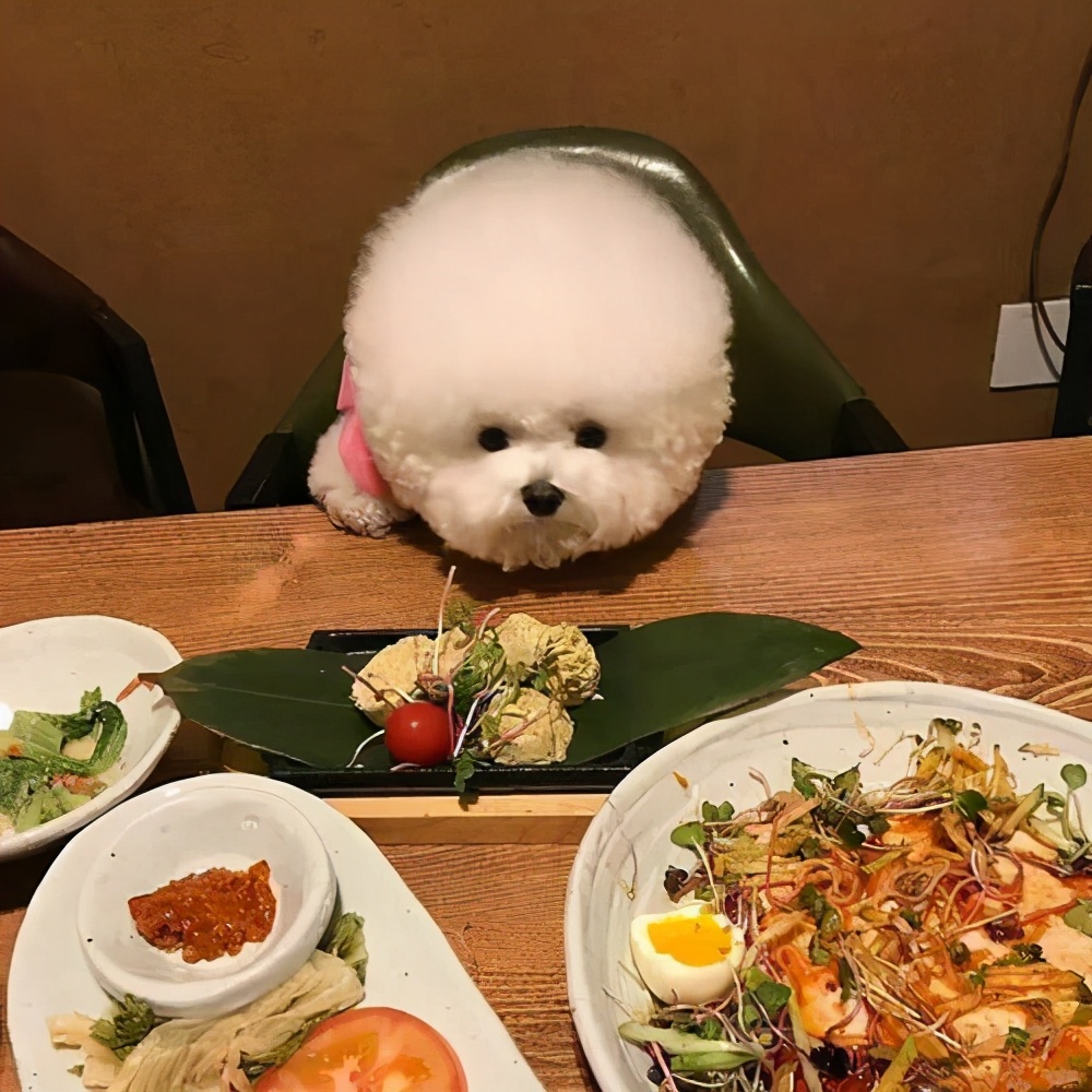 比熊犬喜欢咬主人手怎么办,比熊犬为什么爱咬人