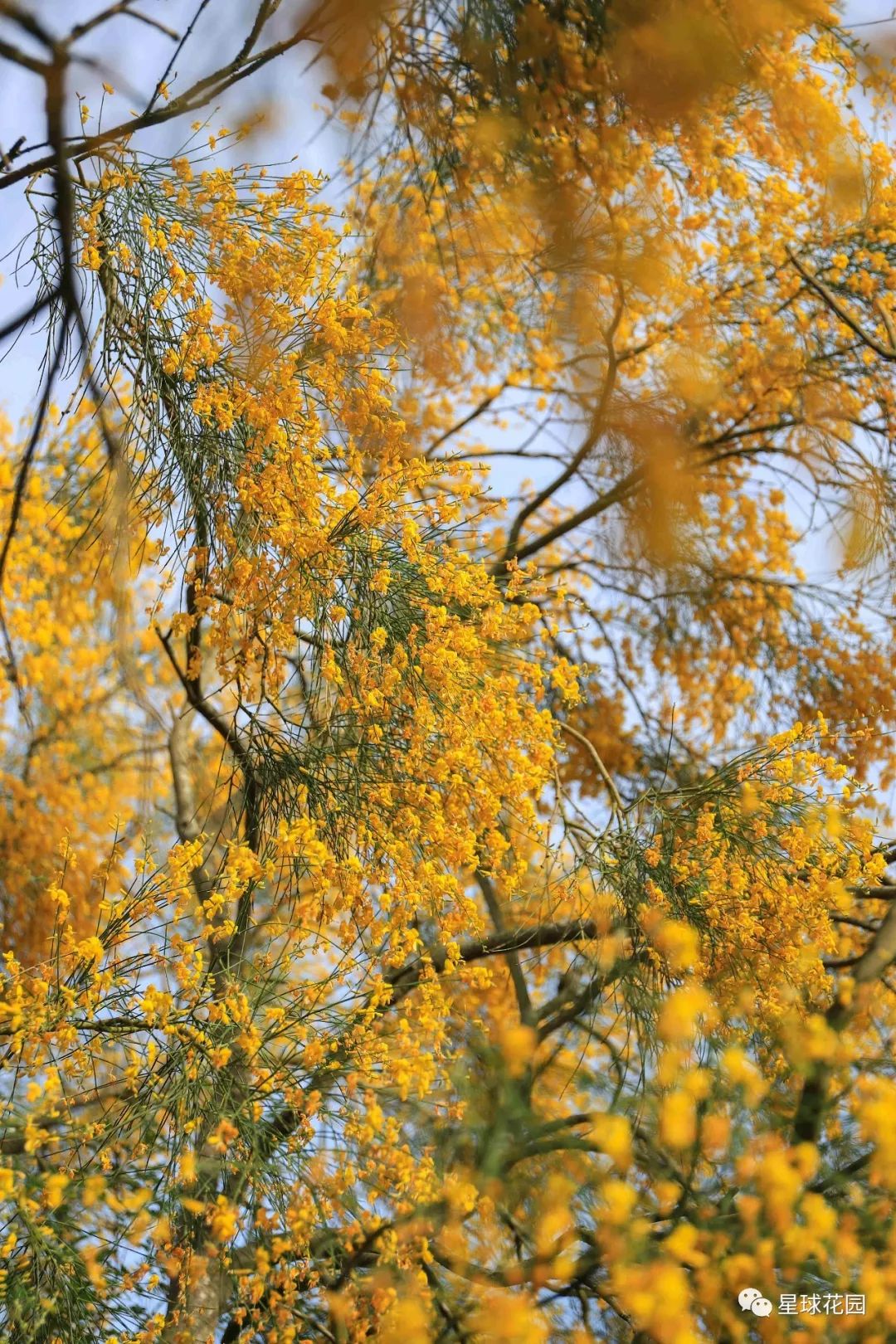 二木带你游花园|邱园（kewgarden）离我们到底有多远？