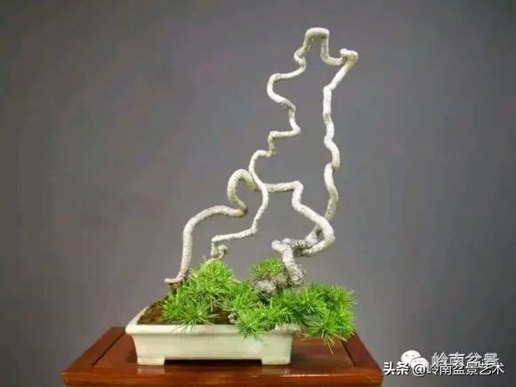 以根代杆下细上粗式盆景图片,各种老根盆景