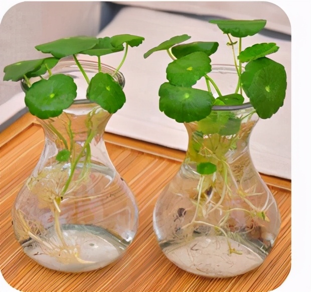 南美室内水培观赏绿植,水培绿植与土培绿植的区别