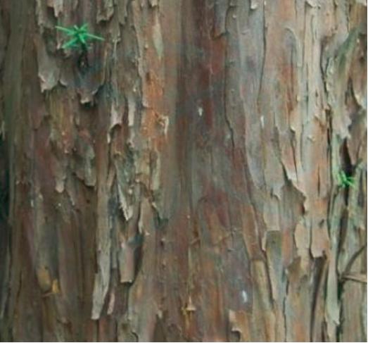 “红豆杉”是什么样子的？终于有点懂了