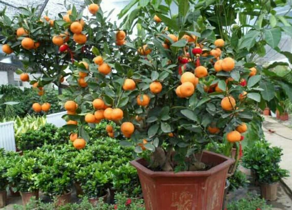 盆栽金桔掉叶掉果怎么办,盆栽金桔树冬天落叶落果
