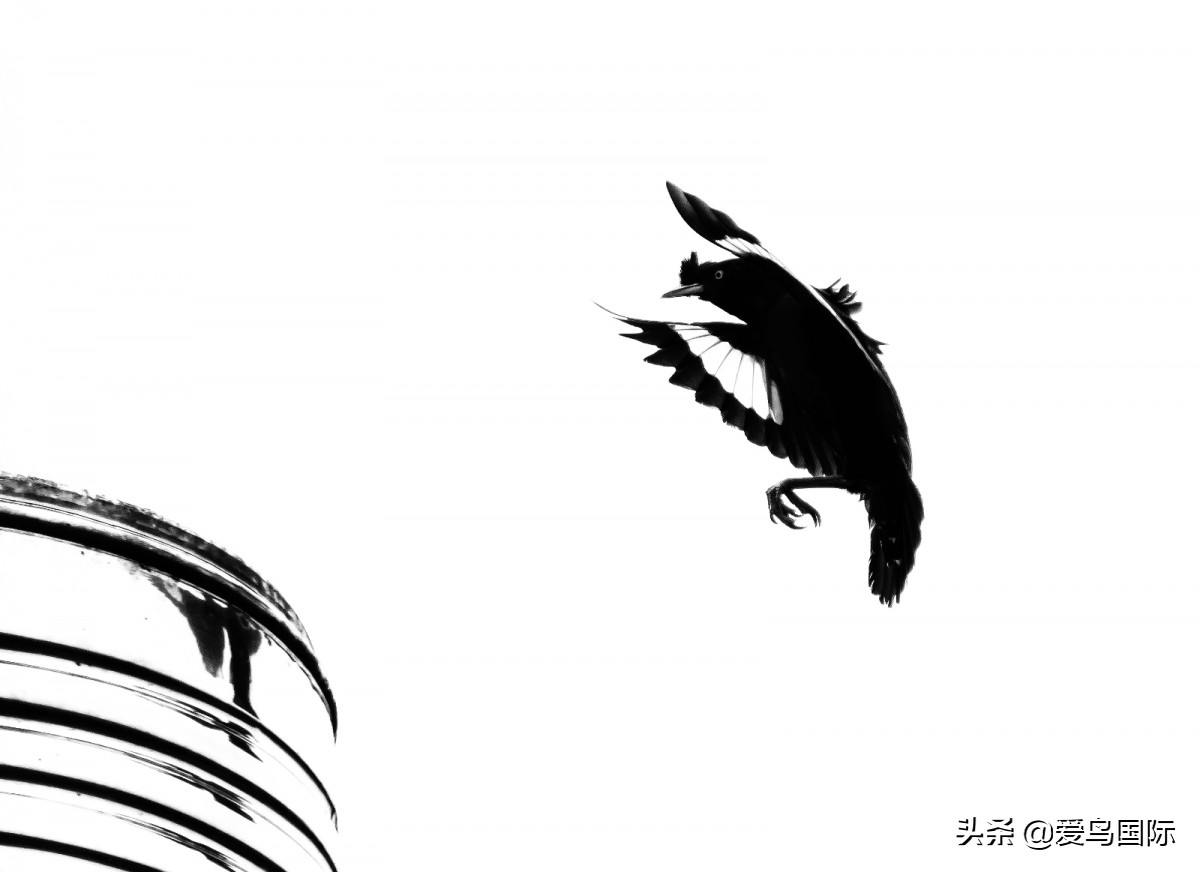 观鸟大年作品集,观鸟大年完整版