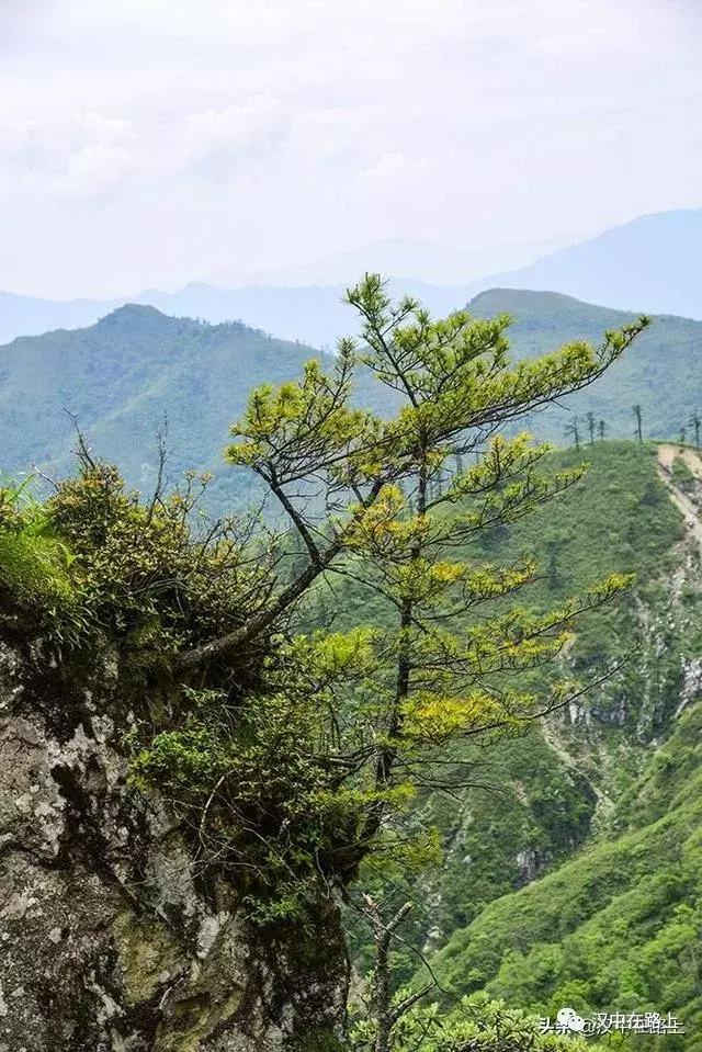探秘汉中,汉中一村子窜入野生羚牛