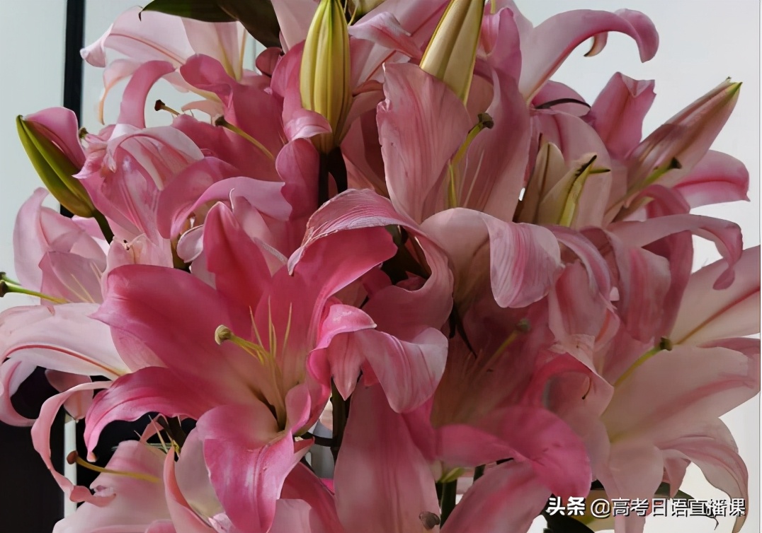 高考日语2400必背单词,高考日语单选题必备语法