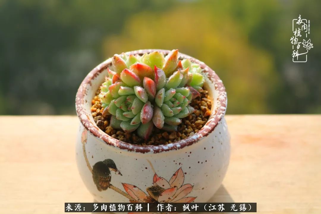 多肉与生命感悟,多肉时光