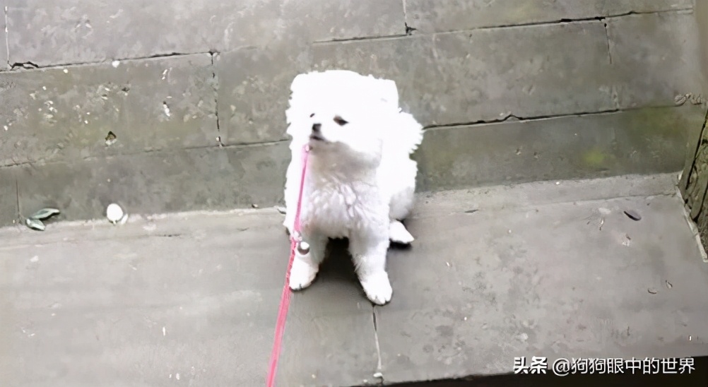 流浪狗治愈抑郁症,没想到自己竟然得了重度抑郁症