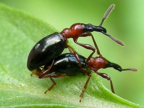 甘薯小象甲病虫害什么样子,红薯蚁象甲会自己死亡吗