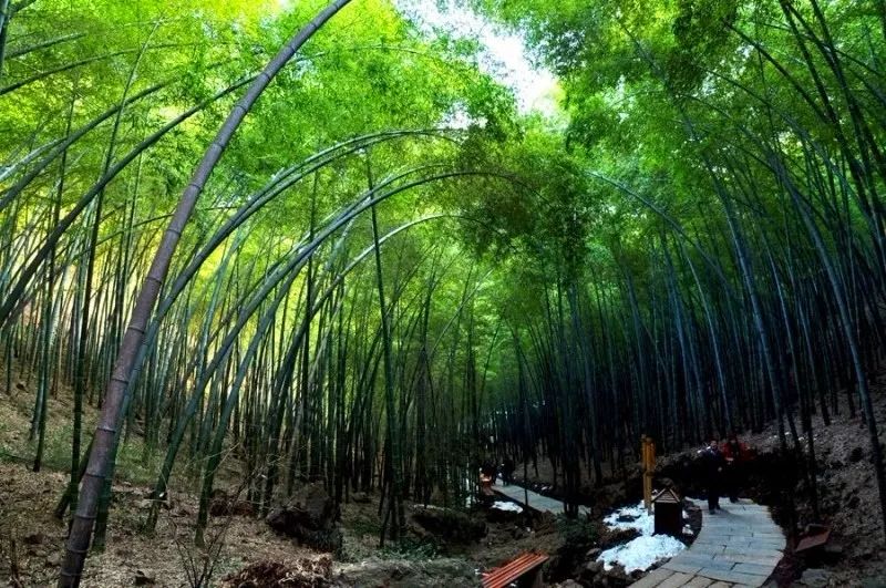 中国醉美云和梯田,中国醉美梯田景观