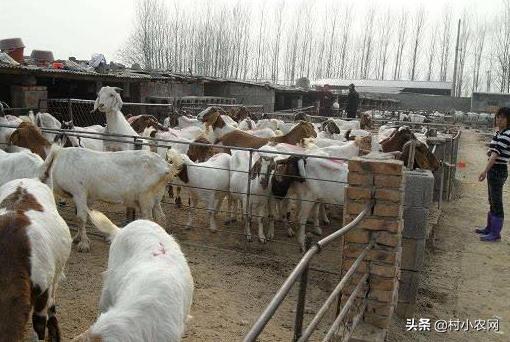 适合农村创业养殖项目有哪些,在农村创业养殖项目怎么做