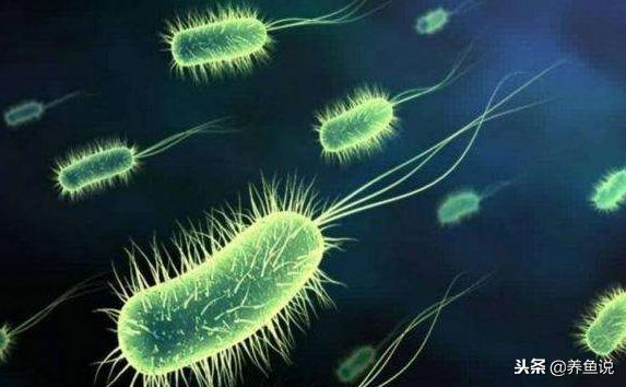 市面上销售的硝化细菌有用吗,硝化细菌都是骗人的还是要勤换水