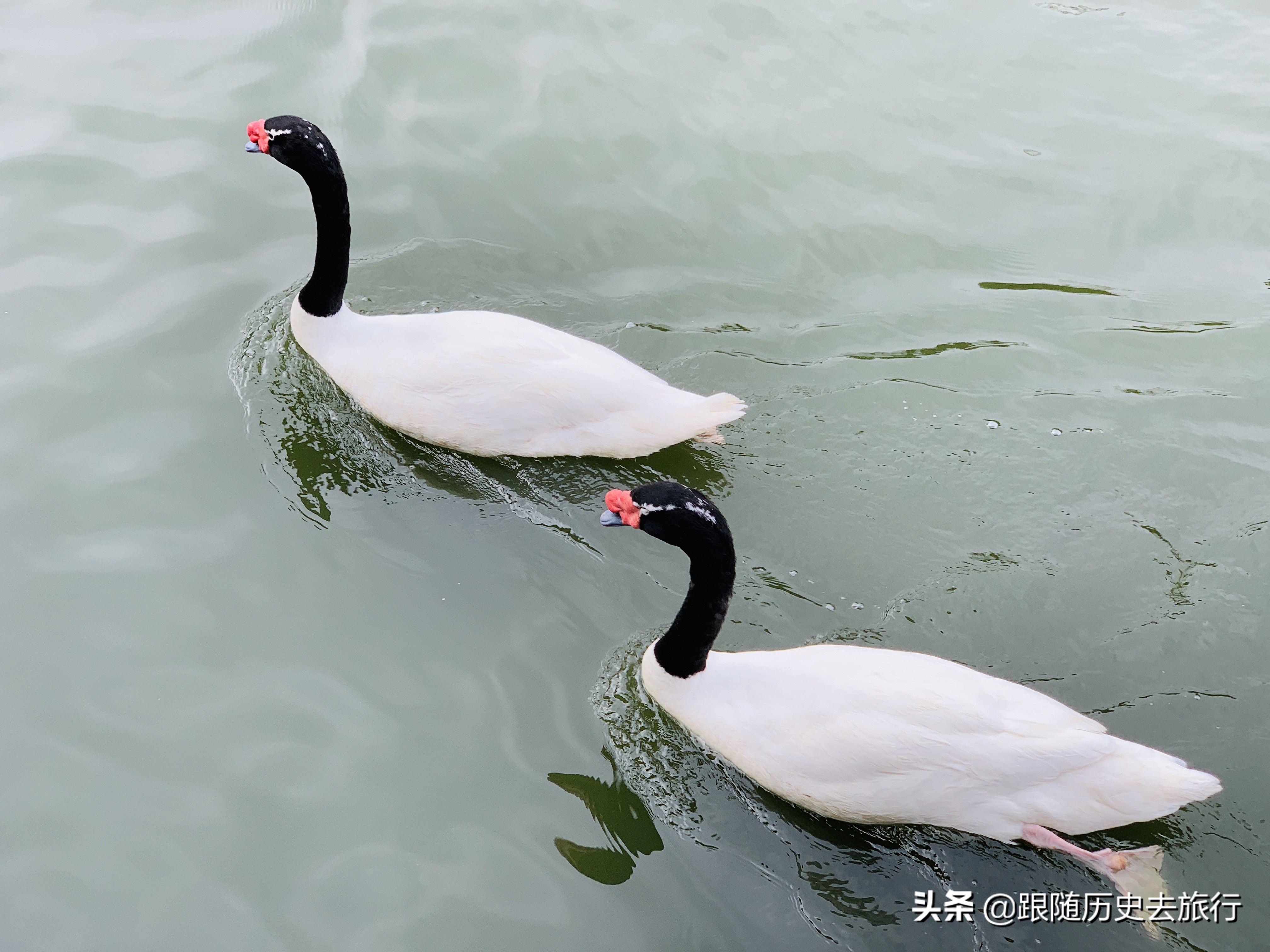 广州长隆水动物世界看大熊猫攻略,广州长隆动物园里的熊猫萌萌