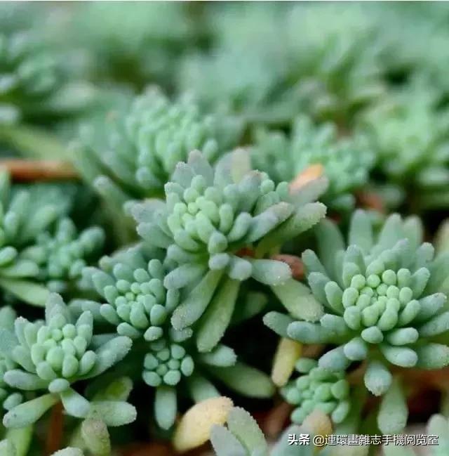 365种多肉图谱大全,365种鲜花图册大全