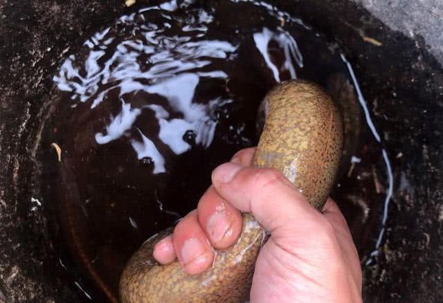 钓黄鳝技巧2.0,钓黄鳝技巧钩子是朝下还是横放