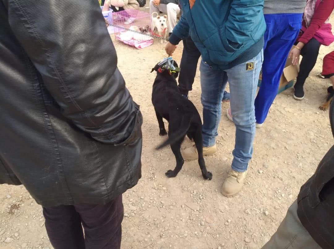 狗贩子10元的狗卖100,800元狗贩子