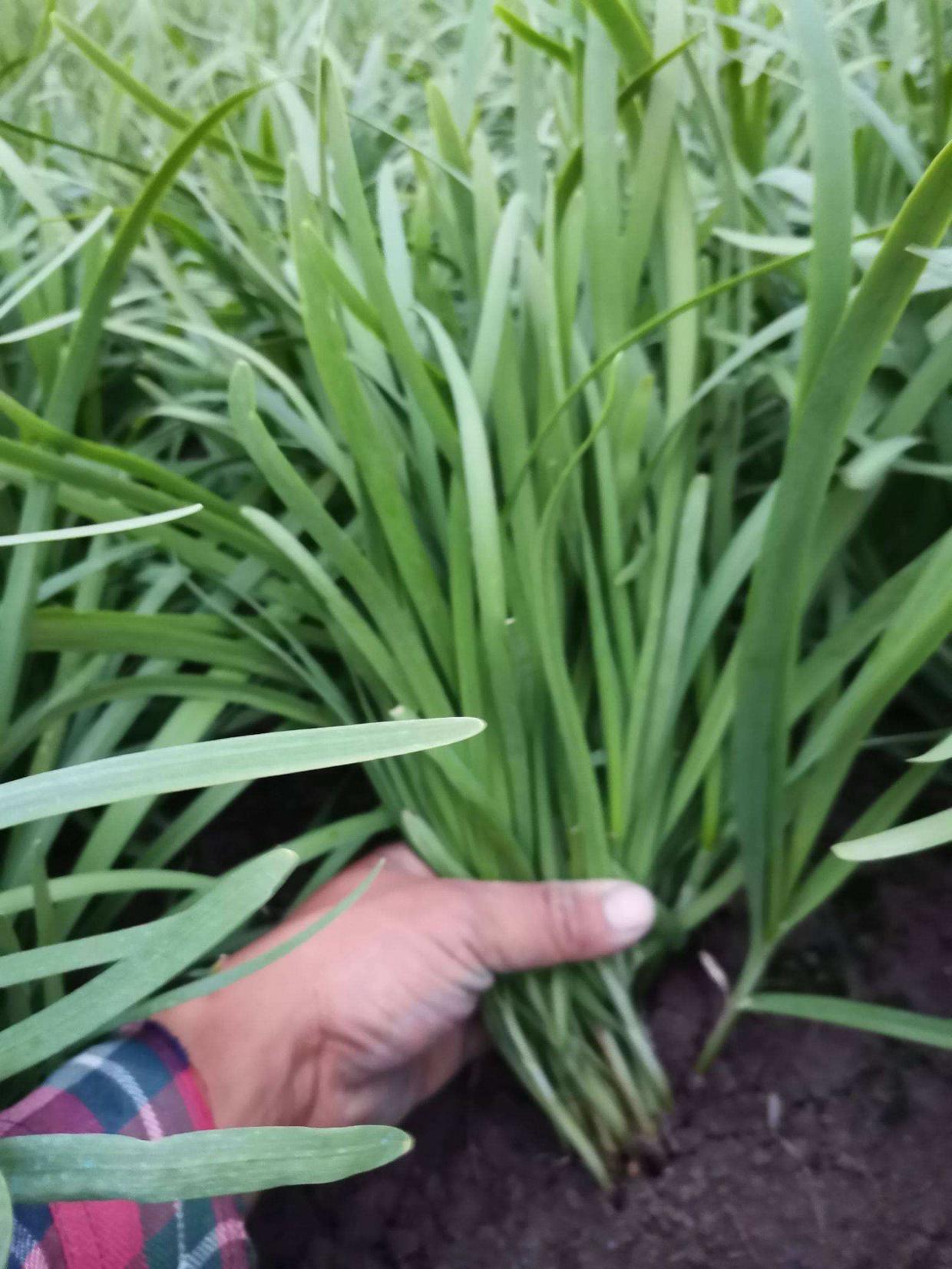 养花种菜再也不用担心土壤问题了,养花种菜怎么浇水好用