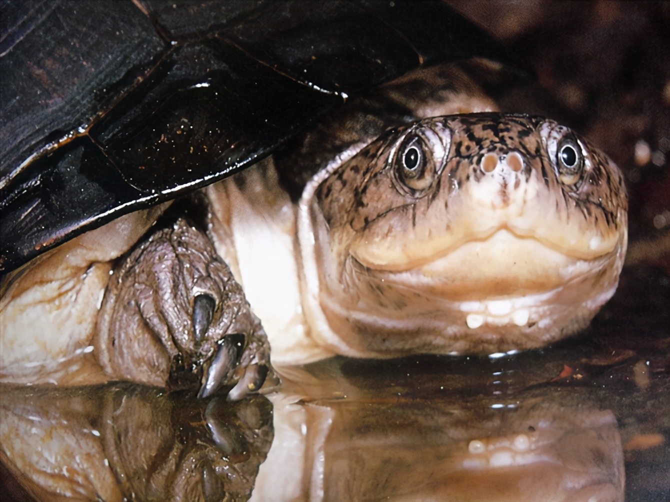 各种龟类图片大全大图,龟类展示会