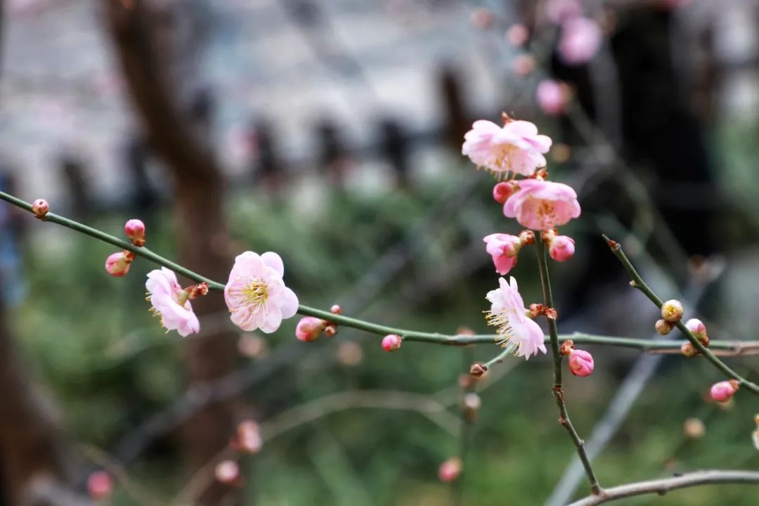 春天里最美的花儿，语文课本上的天下第一……一定要带孩子来