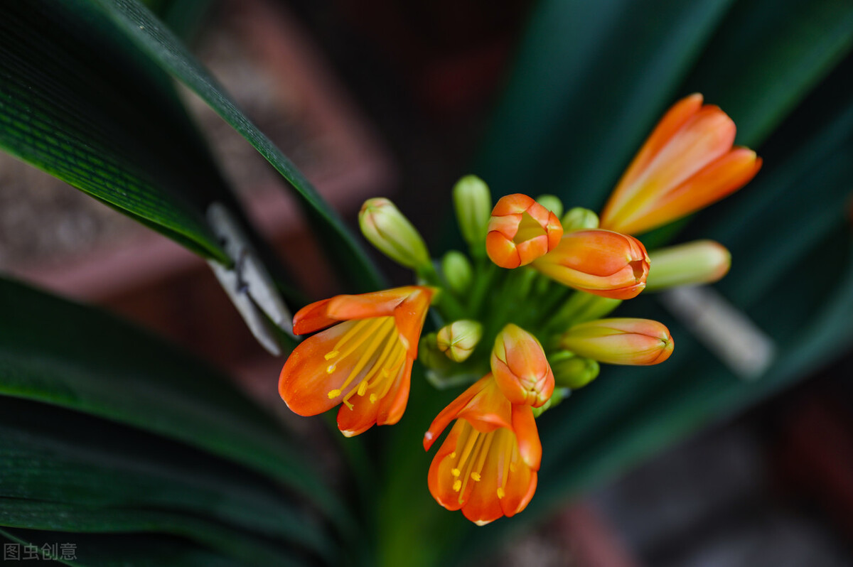 君子兰换盆口诀大全,老花匠如何给君子兰换盆