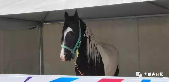 汗血宝马马术表演,汗血宝马蒙古马赛跑