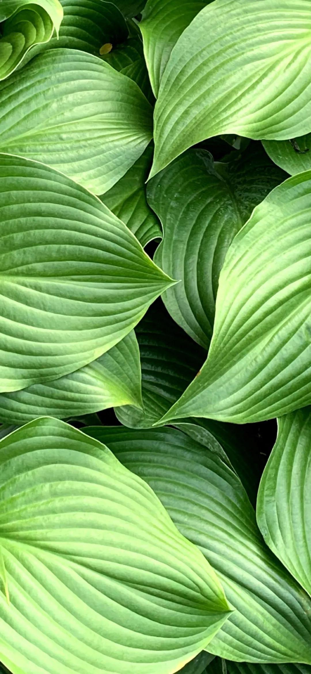 文艺素雅治愈植物手机壁纸,唯美治愈系手机壁纸植物