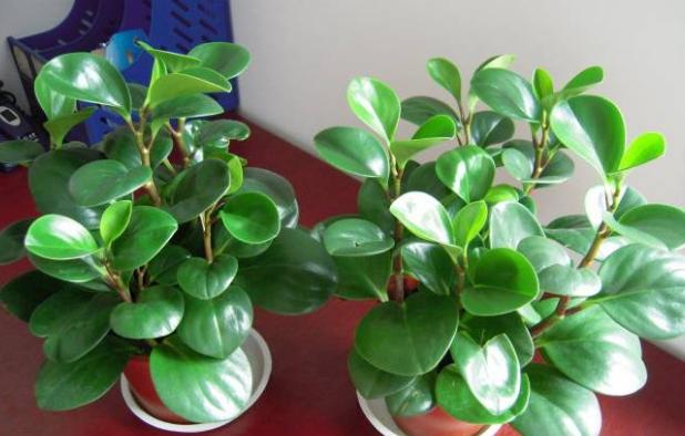 养花土壤结块怎么办,养花怎样避免土壤结块