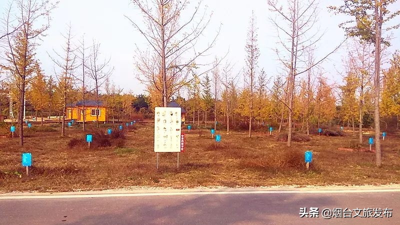 莱州金秋旅游去处,山东莱州旅游文化节