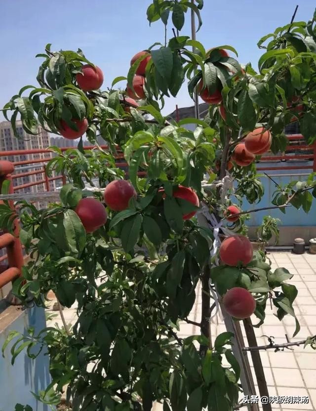 一树桔子被别人摘完了,一树桔