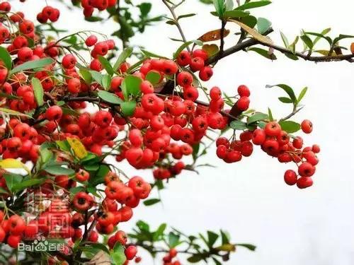 世界稀奇水果品种大全,世界热带奇特水果品种介绍