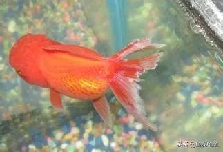 金鱼烂鳍烂尾用阿莫西林,金鱼烂尾烂鳍会传染吗