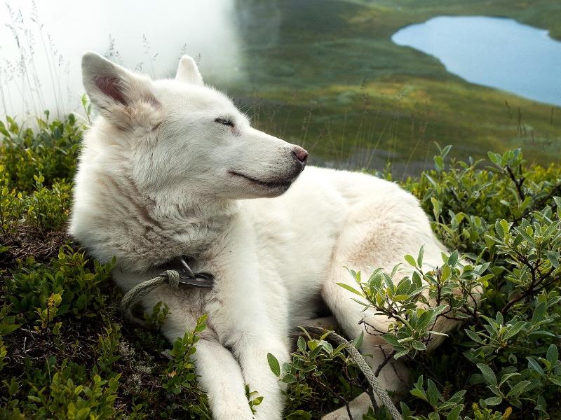 镇宅五大灵性宠物,养什么宠物能镇宅招财