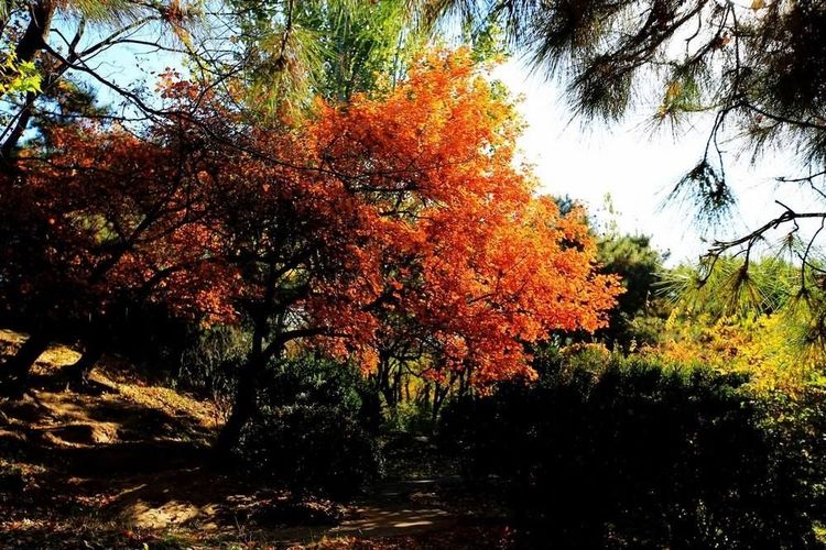 秋韵温柔岁月，冬情惊艳时光