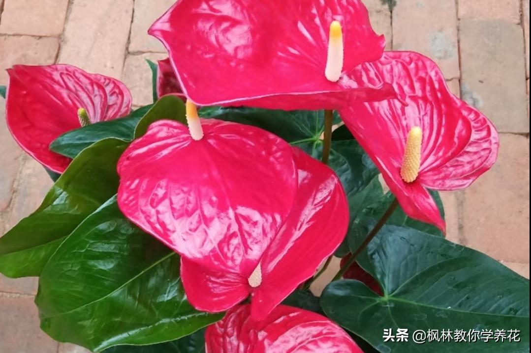 10种春节必选花卉,最受欢迎的十大年宵花