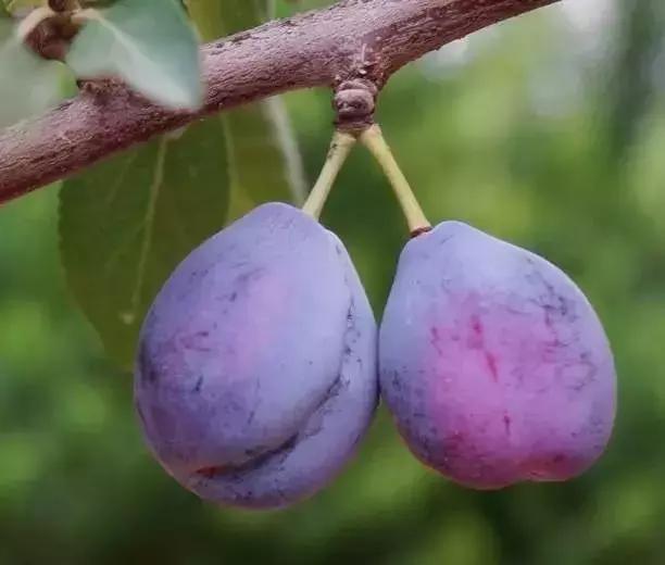 *疆新**法兰西西梅，甜到你心坎里