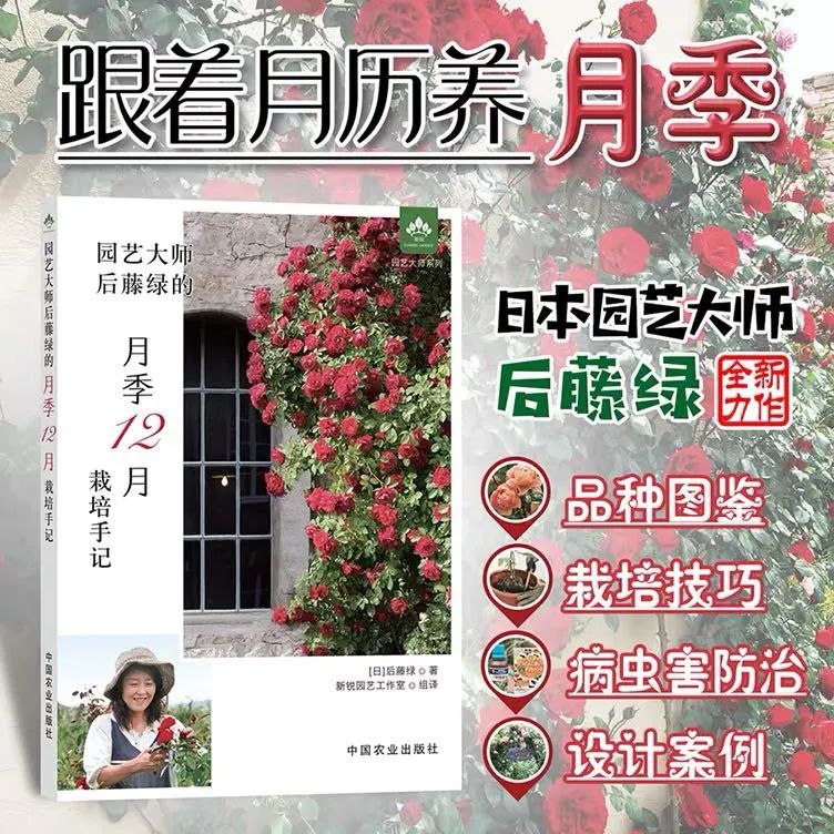 夏季月季怎么施肥,月季夏季要遮阳吗