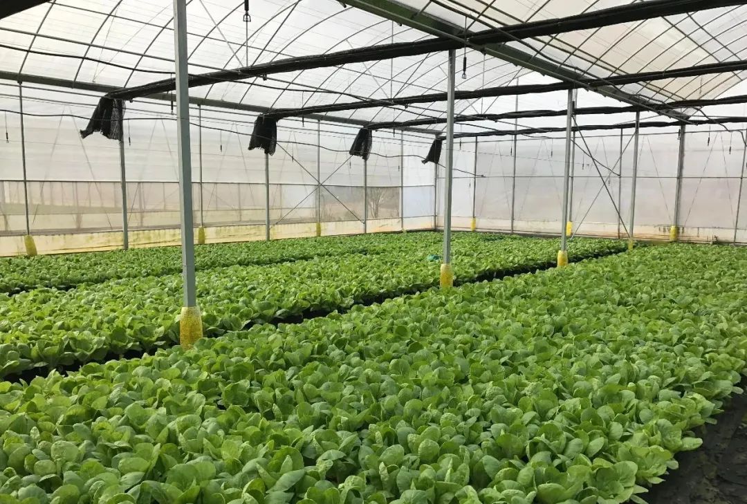 华酝牡丹园紫藤花,华酝牡丹园格桑花