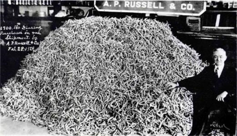 西洋参当人参卖,西洋参甩卖