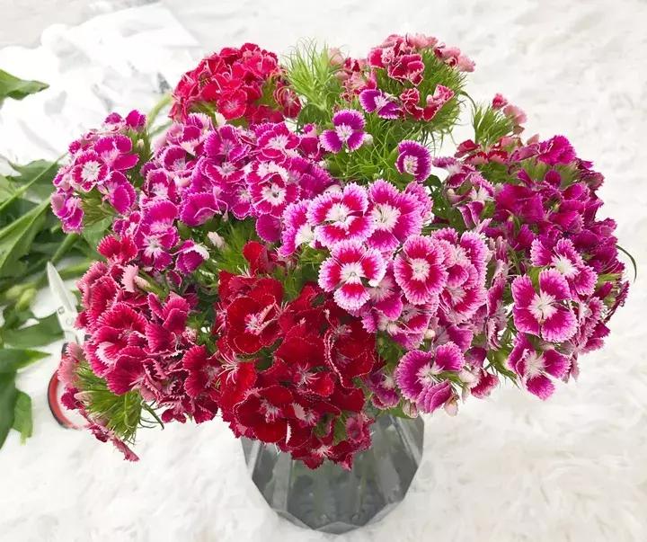 这10种花不怕晒,这3种花不能懒着养